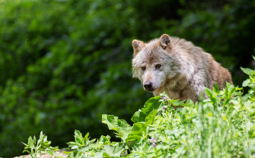 Картинка животные волки трава хищник