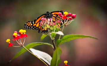 Картинка животные бабочки крылья