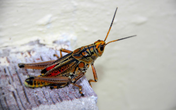 Картинка животные кузнечики саранча усики