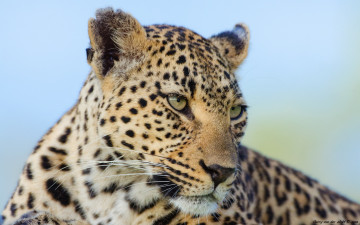 Картинка животные леопарды кошка морда