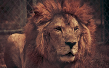 Картинка животные львы грива