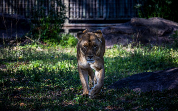 Картинка животные львы львица