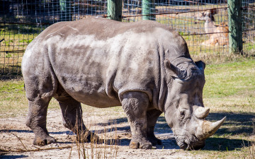Картинка животные носороги рог