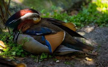 Картинка животные утки перья