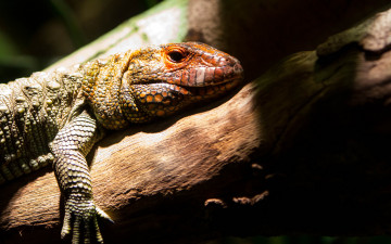 Картинка животные Ящерицы игуаны вараны лапка