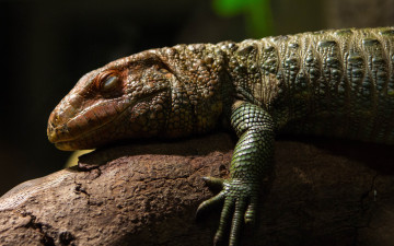 Картинка животные Ящерицы игуаны вараны лапка