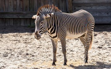 Картинка животные зебры полоски