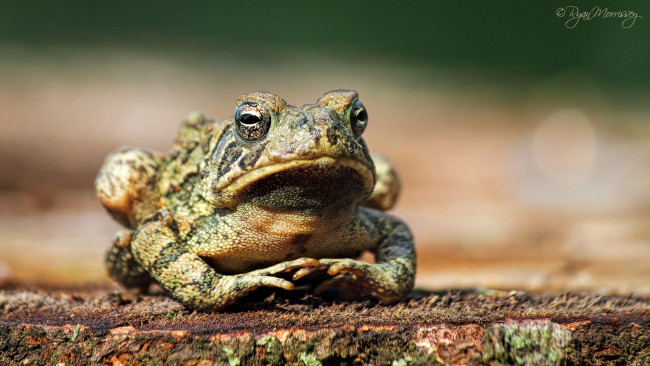 Обои картинки фото животные, лягушки, красава