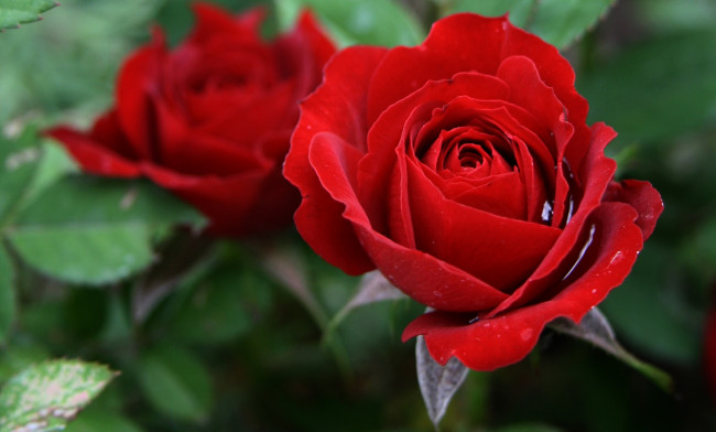 Обои картинки фото цветы, розы, красная, роза