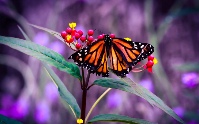 Обои картинки фото животные, бабочки, крылья