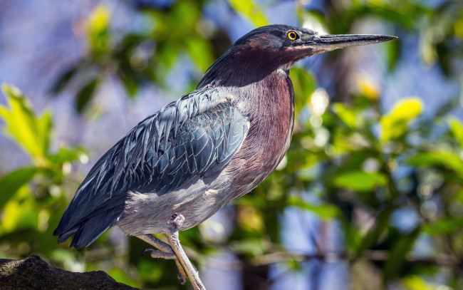 Обои картинки фото животные, цапли, клюв