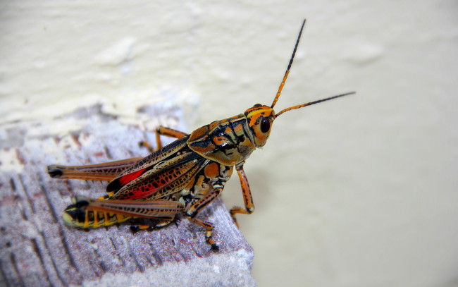 Обои картинки фото животные, кузнечики, саранча, усики