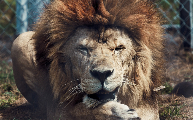 Обои картинки фото животные, львы, грива