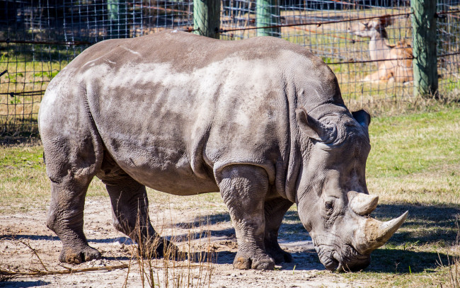 Обои картинки фото животные, носороги, рог