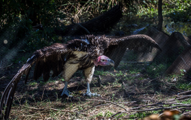 Обои картинки фото животные, птицы, хищники, крылья