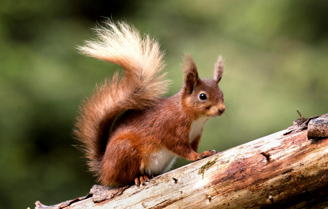 Обои картинки фото животные, белки, зверек, хвост, рыжий
