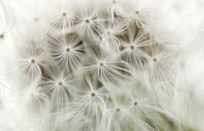 Обои картинки фото цветы, одуванчики, парашютики, макро
