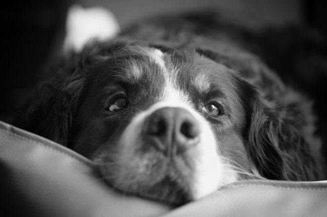 Обои картинки фото животные, собаки, бернский, зенненхунд, морда