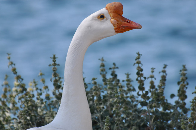 Обои картинки фото животные, гуси, гусак, шея