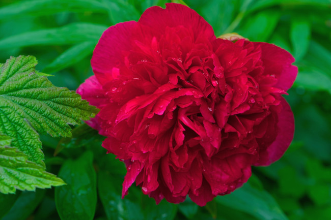 Обои картинки фото цветы, пионы, красный