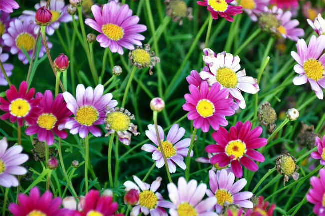 Обои картинки фото цветы, ромашки, разноцветные