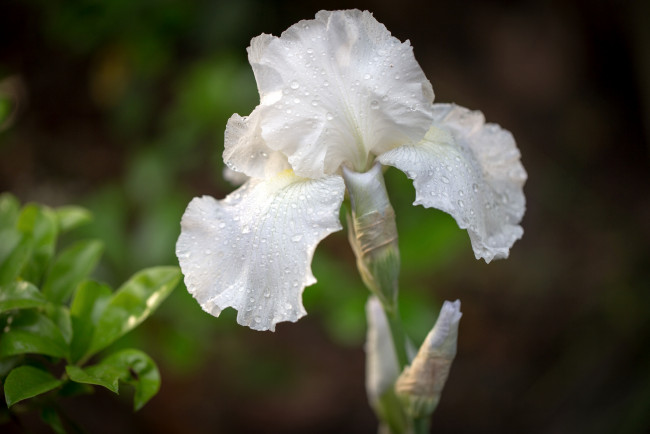 Обои картинки фото цветы, ирисы, касатик