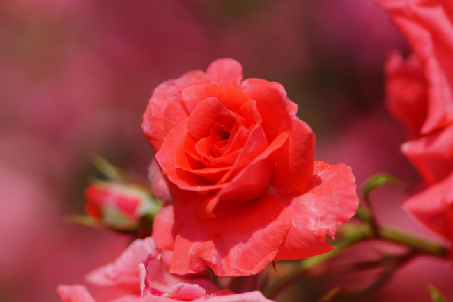 Обои картинки фото цветы, розы, красный