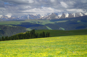 Картинка природа поля поле горы лес