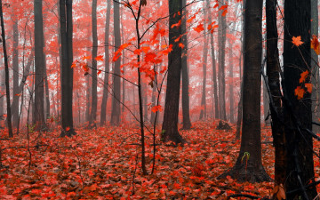 Картинка природа лес осень