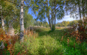 Картинка природа деревья лес березы полянка трава лето