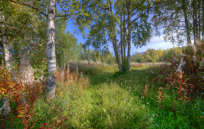 Обои картинки фото природа, деревья, лес, березы, полянка, трава, лето