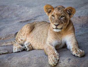 Картинка животные львы львенок