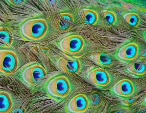 Картинка разное перья павлин макро текстура