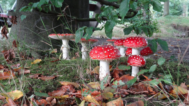 Обои картинки фото природа, грибы,  мухомор, грибочки