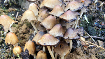 Картинка природа грибы семейка грибная