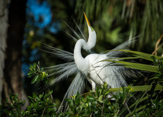 Картинка животные цапли +выпи цапля птица перья белая