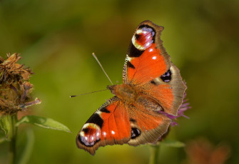 Картинка животные бабочки +мотыльки +моли бабочка