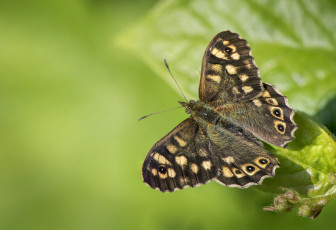 Картинка животные бабочки +мотыльки +моли бабочка
