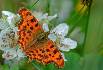 Картинка животные бабочки +мотыльки +моли бабочка
