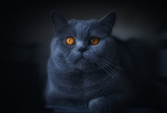 Картинка животные коты киса