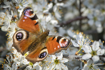 Картинка животные бабочки +мотыльки +моли бабочка