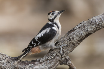 Картинка животные дятлы птичка