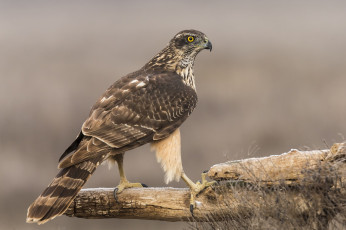 Картинка животные птицы+-+хищники птичка