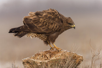 Картинка животные птицы+-+хищники птичка