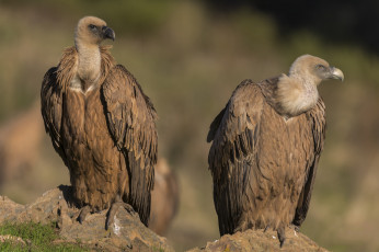 Картинка животные птицы+-+хищники птичка