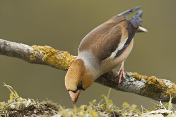 Картинка животные птицы птичка
