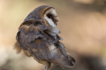 Картинка животные совы птичка