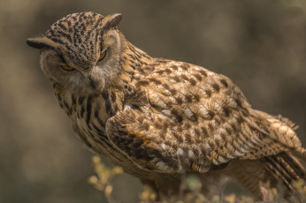 Картинка животные совы птичка