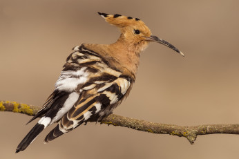 обоя животные, удоды, птичка