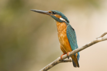 Картинка животные зимородки птичка